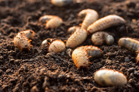 不成熟线圈破坏在耕种的农场里许多甲虫在松散的土壤中生长图片