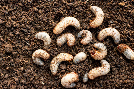在耕种的农场里许多甲虫在松散的土壤中生长蠕动地面污垢图片