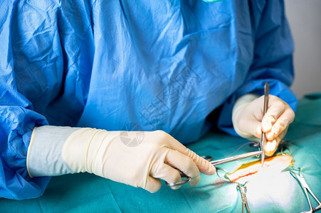 专业知识健康在室内手术操作后缝合伤口的外科医生手特写术治疗概念外科医生手使用术工具进行高质量摄影手术操作图片