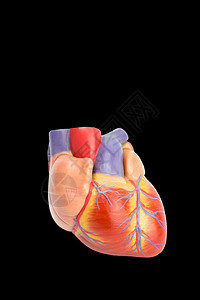攻击失败外部的黑色背景隔离人类心脏塑料型模图片