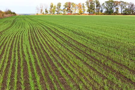 农村幼苗冬季小麦在无尽的田野中生长顺和轻浅绿行近身平滑的冬季小麦苗丛生于中秋的大田明亮背景图片