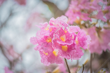 公园粉红色的塔贝比亚玫瑰花春开的户外图片