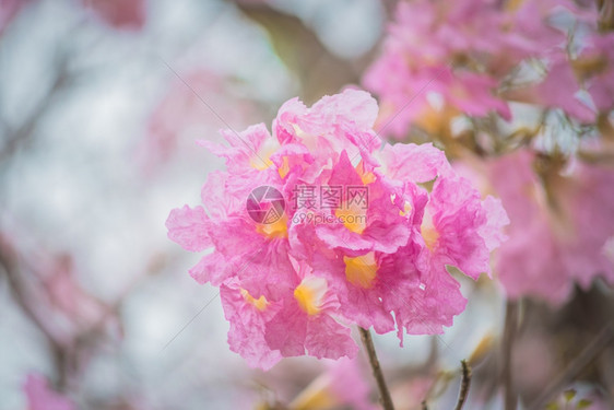 公园粉红色的塔贝比亚玫瑰花春开的户外图片