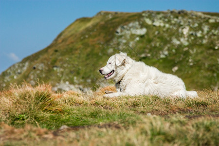 谷旅游平静的牧羊犬全景欣赏喀尔巴阡山脉的落基乌克兰黑山脊的美丽景色牧羊犬全欣赏喀尔巴阡山脉的落基乌克兰图片