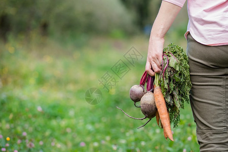 可爱的女孩手里拿着胡萝卜和甜菜只是为了在花园里收集新鲜获的蔬菜可爱的女孩手里拿着胡萝卜和甜菜只是为了在花园里收集种植农场保持图片