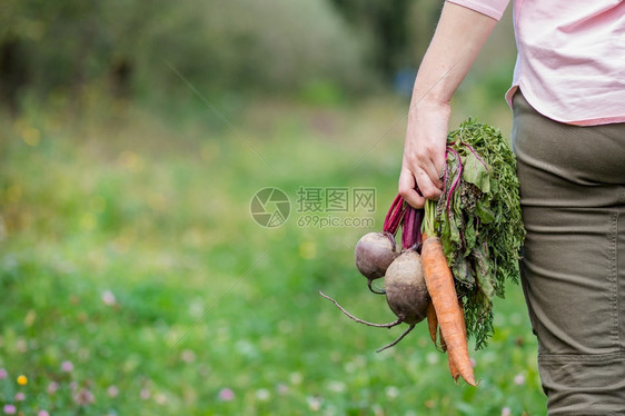 可爱的女孩手里拿着胡萝卜和甜菜只是为了在花园里收集新鲜获的蔬菜可爱的女孩手里拿着胡萝卜和甜菜只是为了在花园里收集种植农场保持图片