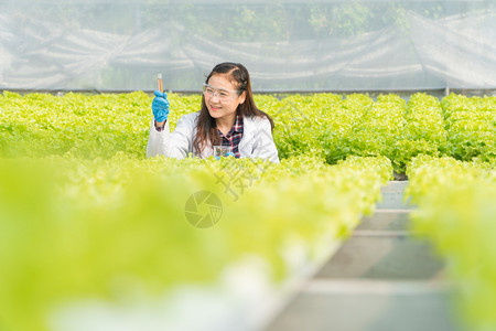 水菜图片 水菜素材 水菜高清图片 摄图网图片下载 第4页 水菜图片 水菜素材 水菜高清图片 摄图网图片下载 第4页