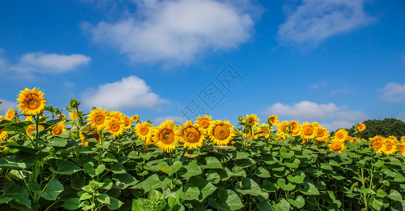 字段草地太阳光明媚的日子里蓝天上盛开的向日葵田夏季农上的业植物阳光明媚的日子里蓝天上盛开的向日葵田图片