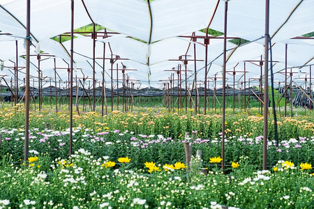 存在生动泰国Saraburi的一个农场正在种植Gerbera种花的床和菊朵校对Portnoy绿色图片