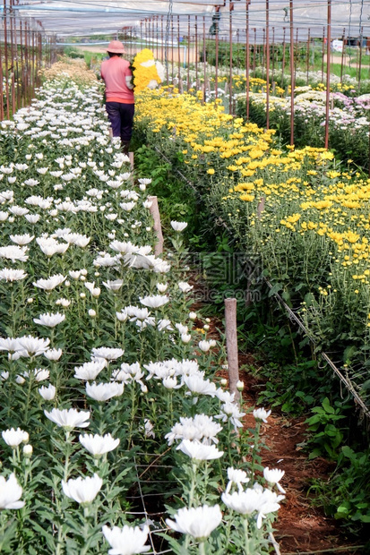 泰国Saraburi的一个农场正在种植Gerbera种花的床和菊朵校对Portnoy春天北标府季节图片