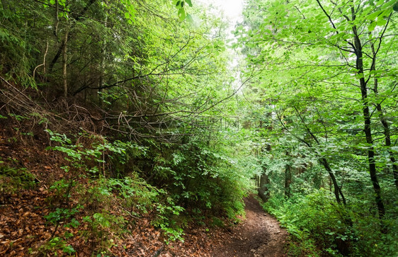 历经喀尔巴阡山高地森林深处夏季风景的长途跋涉乌克兰旅游点的背景情况目的地远足户外图片