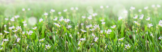 青草露地上的小白花精密春季或夏花卉背景选取焦点绿草露地上的小白花剪切春天或夏季花草背景植物学园美丽的图片
