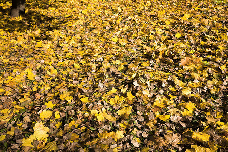满地的秋叶图片