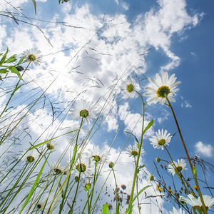 生日农村夏天草原上阳光晴朗的一天蓝空下有野花大自然朵背景光线图片