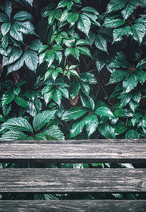 复制空间木头绿色有野葡萄的自然背景湿常春藤叶木板上的水滴选择焦点老式过滤器Wooden平板上的湿净野草叶图片