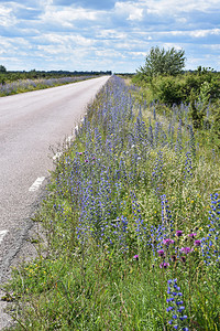 颜色花朵草地夏季在瑞典奥兰岛的多彩开花小路图片