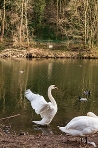 口服液下午树木在联合王国东北部Durham的河边穿梭区有两只西格努斯或乌轮天鹅和游泳鸭图片