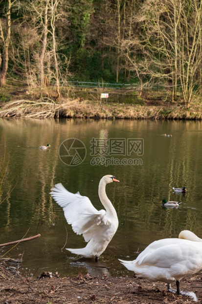 口服液下午树木在联合王国东北部Durham的河边穿梭区有两只西格努斯或乌轮天鹅和游泳鸭图片