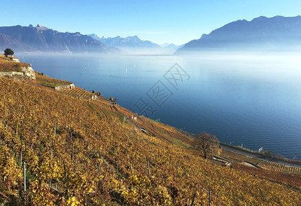 藤蔓法国酒厂瑞士Lavaux地区葡萄园图片