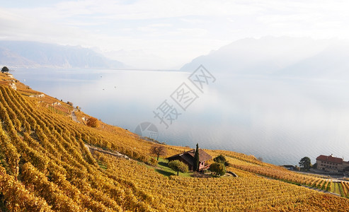 农业柴金乡村的瑞士Lavaux地区葡萄园图片