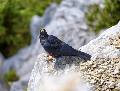 旅游户外高山鸦或黄嘴站在岩石上的Pyrrhocoraxgraculus欧洲的图片
