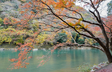 大井川旅行日本京都林山浅和长谷川河的秋色景自然图片