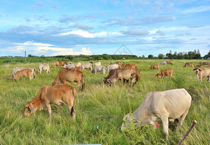 畜牧业喂食一群牛在干燥的田地里喂草泰国热带自然景观喂养图片