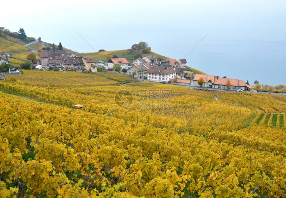 瑞士Lavaux地区葡萄园乡村的植物水果图片