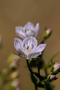 在缅甸和泰国北部发现的SwertiastrriataCollGentianacee白花在自然中开的草本盛图片