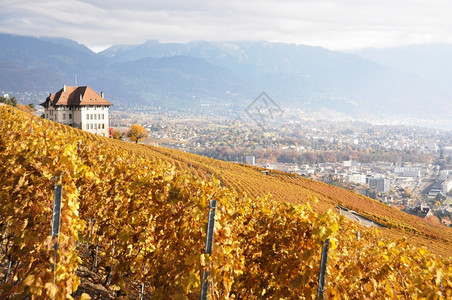 收成文化葡萄酒瑞士Lavaux地区葡萄园图片