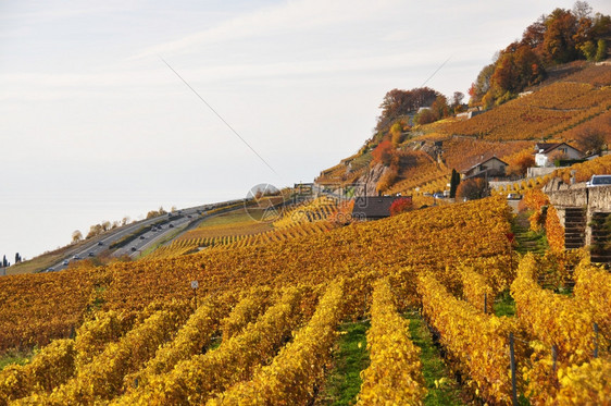 场地旅行成熟瑞士Lavaux地区葡萄园图片