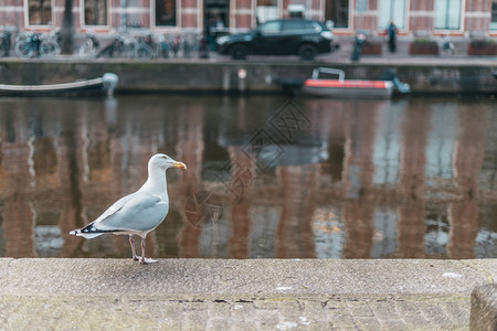 位于阿姆斯特丹市中心的白色城大象以河流运为背景美丽的天镇图片