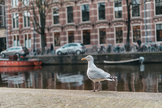 垃圾位于阿姆斯特丹市中心的白色城大象以河流运为背景坐着邮政图片