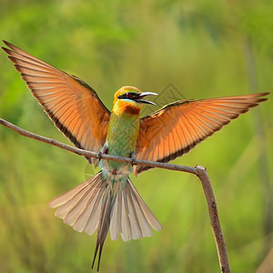 快的喙食蜂鸟张开翅膀蓝尾蜂食蜜梅洛普斯图片