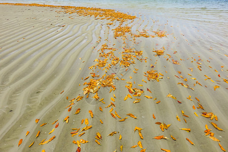 拉齐奥冲浪普兰海滩的叶足迹图片