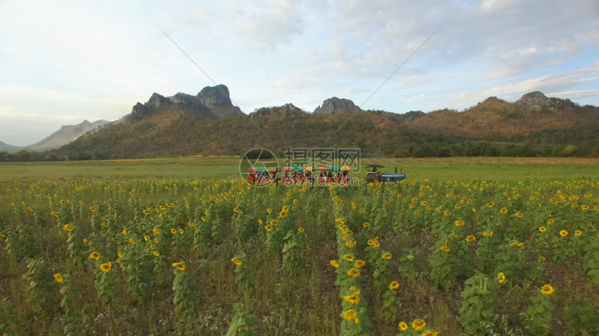 在泰国LopburiwatkhaoJeenlae乘卡车巡视向日葵夏天开花植物群图片