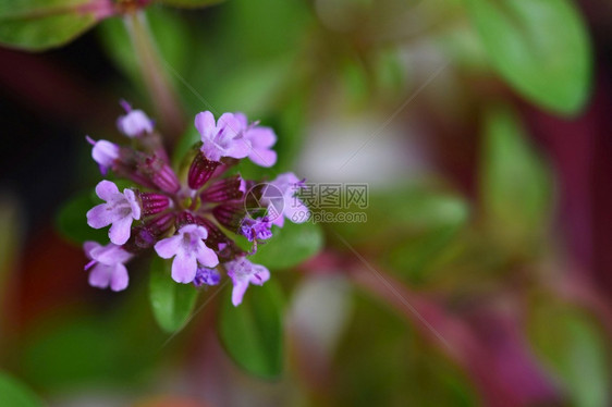 一种美丽的花朵健康和香的百草花瓣料烹饪图片