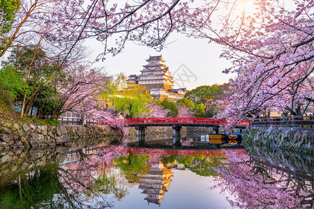 旅游树老的日本仁济樱花和城堡图片