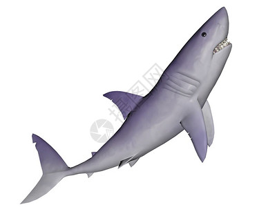 自然攻击静悄的鲨鱼在白色背景下向上移动鲨鱼3D野生动物图片