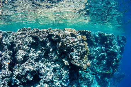 旅行美丽野生动物水下景观海面洋生物多彩珊瑚礁和热带鱼红海底生物多样与环境保护自然景观水下海面洋生物多彩自然景观红海底生物多样和环图片