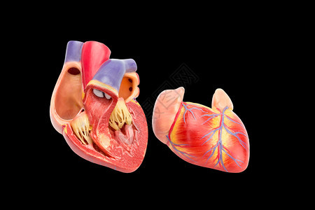 荷兰公开的人类心脏模型显示在黑色背景的孤立内部科学血液图片