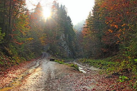 宁静分支青柳橙色和红秋森林山季风貌道路在丰富多彩的森林中阳光明媚的芒山秋季地貌道路在繁丽的森林中丘陵图片