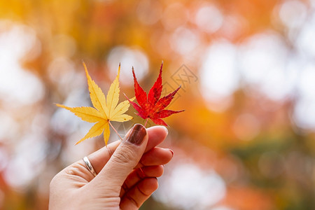 手中的秋天枫叶图片