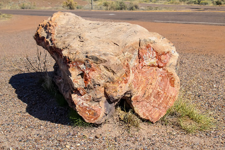 阿兹亚利桑那州6号公路上的贾斯珀森林被石化公园假期化石图片