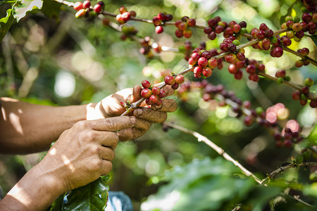 农民采摘咖啡豆图片
