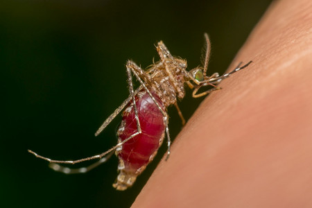 蚊子脑炎登革热和Zika携带者蚊子在人类皮肤上吸近血蚊子是疟疾登革热和Zika的传播者吸吮基孔肯雅热寄生虫图片