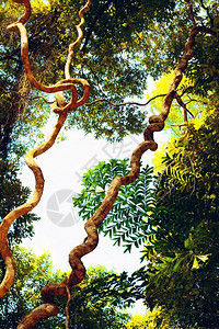 ThickWoodenLiana在泰国丛林的木头厚纠结亚洲吠图片