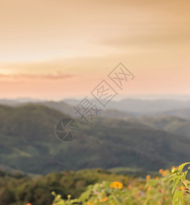 公园金色日出山地景模糊的画面泰国野生墨西哥向日葵开花谷MexicansweekflowingValle黄色的万寿菊图片