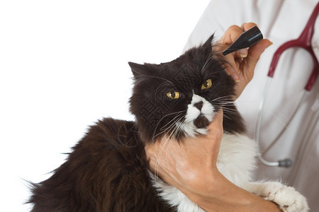 兽医在诊所里给小猫治疗图片