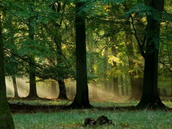梁自然秋天有雾和温暖阳光的仙尾林生态图片